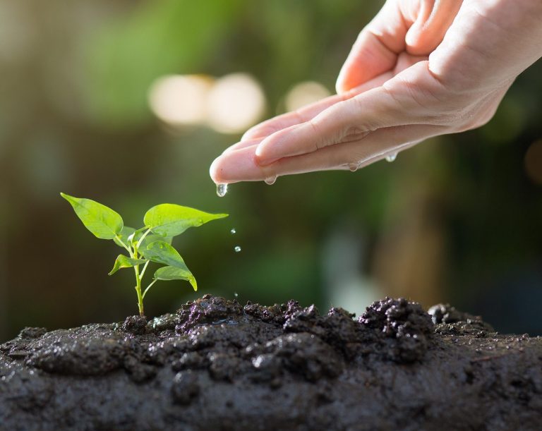 Une main qui arrose une plante